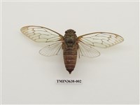 藏品(臺灣騷蟬)的圖片